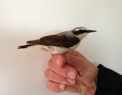 Stenskvätta - Wheatear (Oenanthe oenanthe)