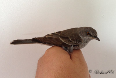 Höksångare - Barred Warbler (Sylvia nisora)