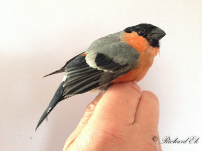 Domherre - Bullfinch (Pyrrhula pyrrhula)