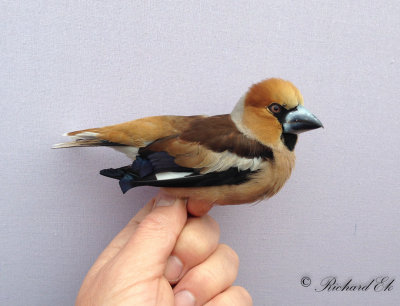 Stenknäck - Hawfinch (Coccothraustes coccothraustes)