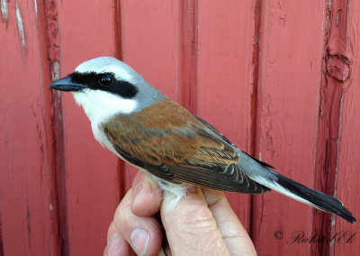 Törnskata - Red-backed Shrike (Lanius collurio)