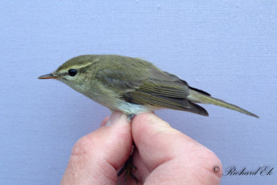 Lundsångare - Greenish Warbler (Phylloscopus trochiloides)