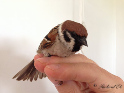 Pilfink - Tree Sparrow (Passer montanus)