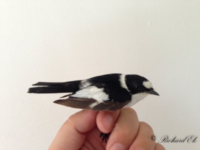 Halsbandsflugsnappare - Collared Flycatcher (Ficedula albicollis)