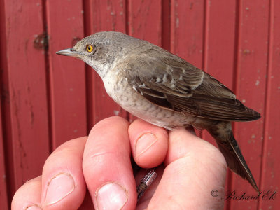 Höksångare - Barred Warbler (Sylvia nisora)