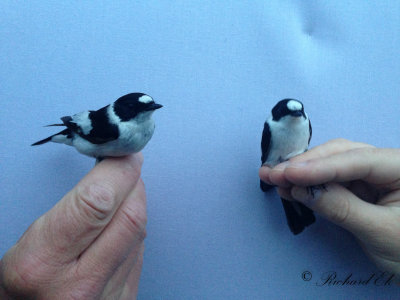 Halsbandsflugsnappare - Collared Flycatcher (Ficedula albicollis)
