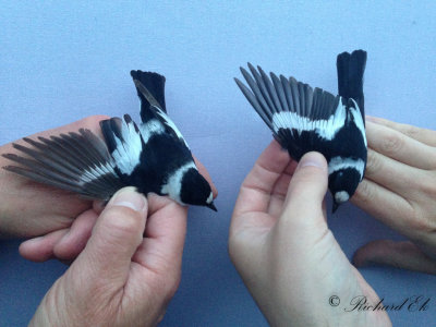 Halsbandsflugsnappare - Collared Flycatcher (Ficedula albicollis)