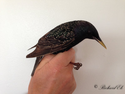Stare - Common Starling (Sturnus vulgaris)