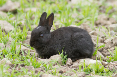 Europeisk kanin - Rabbit (Oryctolagus cuniculus)