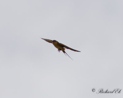 Rostgumpsvala - Red-rumped swallow (Hirundo daurica)