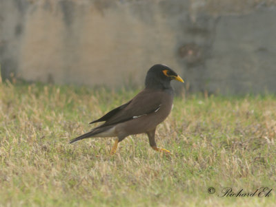 Brun Majna - Common Mynah (Acridotheres tristis)