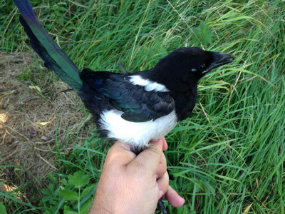 Skata - Eurasian Magpie (Pica pica)