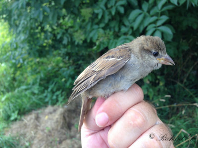 Gråsparv - House Sparrow (Passer domesticus)