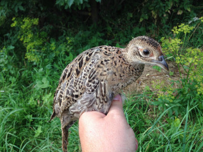 Fasan - Common pheasant (Phasianus colchicus)