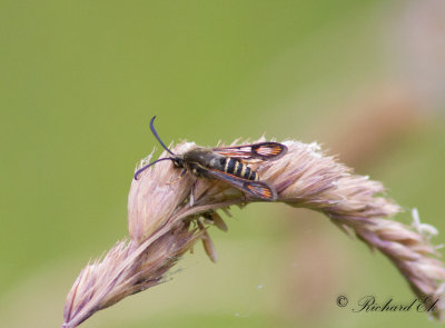 Vickerglasvinge - Six-belted Clearwing (Bembecia ichneumoniformis)