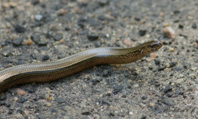 Koppardla - Slow worm (Anguis fragilis) 