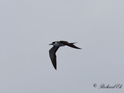 Sottrna - Sooty Tern (Onychoprion fuscatus)