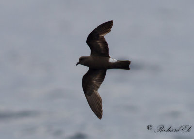 Monteiro's Storm-petrel (Oceanodroma monteiroi)