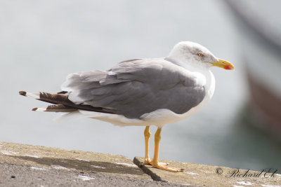 Medelhavstrut - Atlantic Yellow-legged Gull (Larus michahellis atlantis)