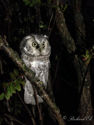 Prluggla - Boreal Owl (Aegolius funereus)