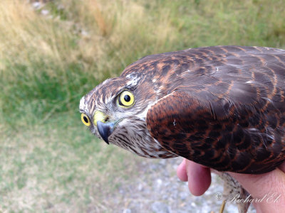 Sparvhök - Sparrowhawk (Accipiter nisus)