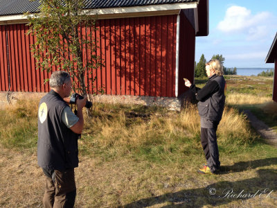 Phototime of Yellow-browed warbler