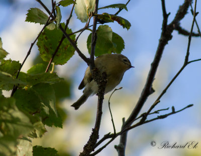 Kungsfgel - Goldcrest (Regulus regulus)