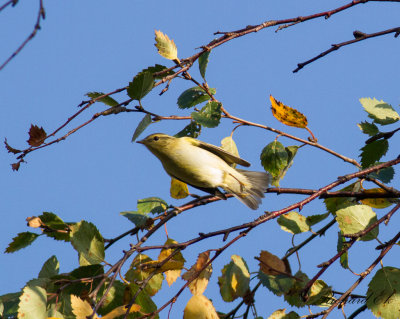 Tajgasngare - Yellow-browed warbler (Phylloscopus inornatus)