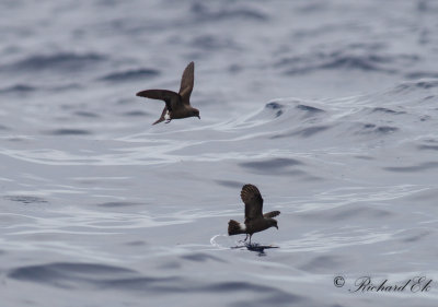 Birdtrip to the Azores 2014 - Pelagic 