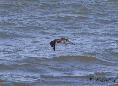 Bredstjärtad labb - Pomarine Skua (Stercorarius pomarine)