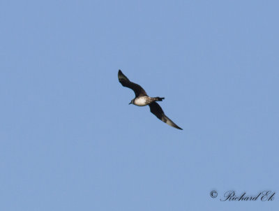 Bredstjärtad labb - Pomarine Skua (Stercorarius pomarine)