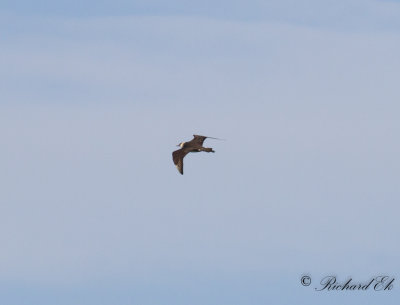 Bredstjärtad labb - Pomarine Skua (Stercorarius pomarine)