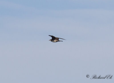 Bredstjärtad labb - Pomarine Skua (Stercorarius pomarine)