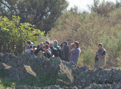 Bobolink twitchers