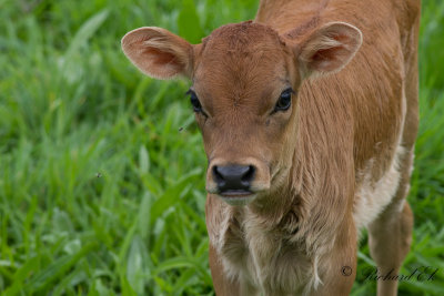 Curious calf