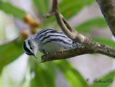 Svartvit skogssngare - Black-and-white Warbler (Mniotilta varia)