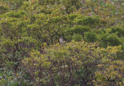 Beringvarfgel - Northern Shrike (Lanius borealis)