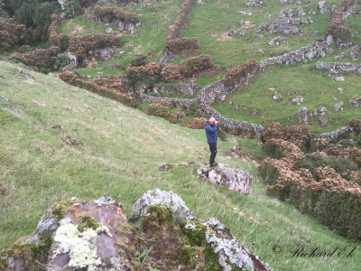 Bosse looking after Northern Shrike