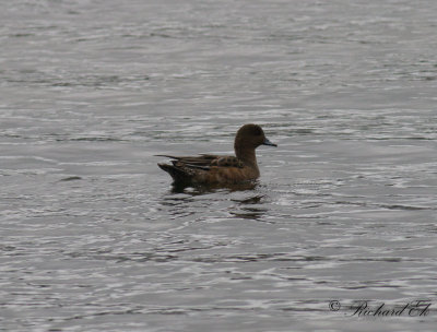 Blsand - Eurasian Wigeon (Anas penelope)