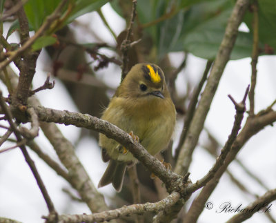 Kungsfgel -Goldcrest (Regulus regulus azoriensis)