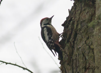 Mellanspett - Middle Spotted Woodpecker (Dendrocopos medius)