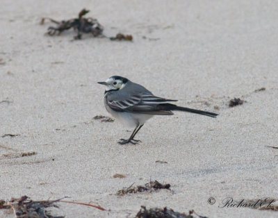Sädesärla - White Wagtail (Motacilla alba)