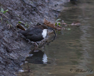 Strömstare - Dipper (Cinclus cinclus)