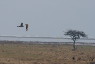 Jorduggla - Short-eared Owl (Asio flammeus)