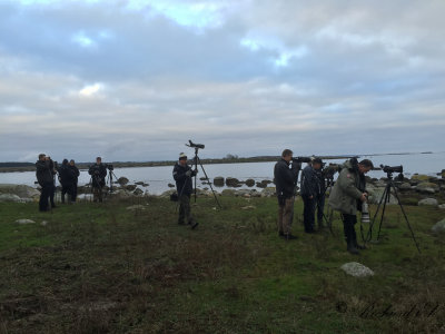 Spotted Sandpiper - twitchers