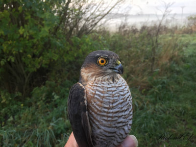 Sparvhök - Sparrowhawk (Accipiter nisus)