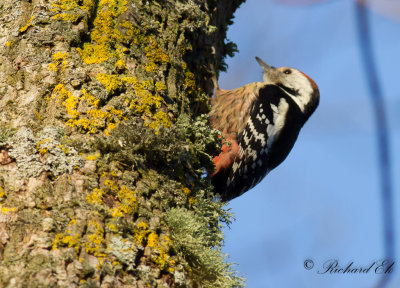 Mellanspett - Middle Spotted Woodpecker (Dendrocopos medius)