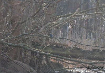 Kungsfiskare - Common Kingfisher (Alcedo atthis)