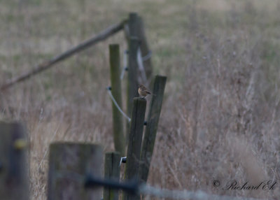 Svarthakad buskskvtta - Stonechat (Saxicola rubicola)