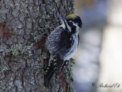 Tretåig hackspett - Three-toed Woodpecker (Picoides tridactylus)